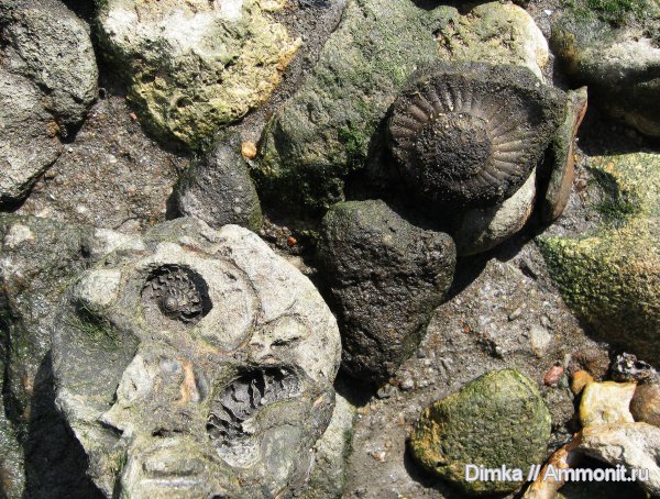 юра, волжский ярус, Craspedites, Рыбинск, Переборы, Volgian, Jurassic