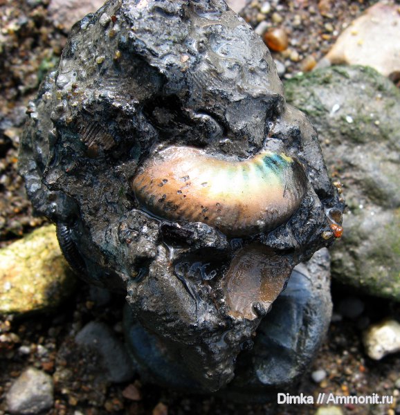 юра, волжский ярус, Craspedites, Рыбинск, Переборы, Volgian, Jurassic