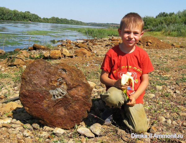 юра, нижний келловей, келловей, Indosphinctes, Никитино, юные палеонтологи, Callovian, Jurassic, Middle Jurassic, Lower Callovian