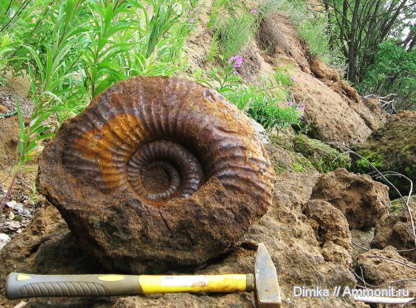 юра, волжский ярус, Lomonossovella, Мостово-Василево, Lomonossovella lomonossovi, зона Epivirgatites nikitini, Dorsoplanitidae, Volgian, Jurassic