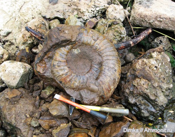 юра, волжский ярус, Мостово-Василево, зона Epivirgatites nikitini, Volgian, Jurassic