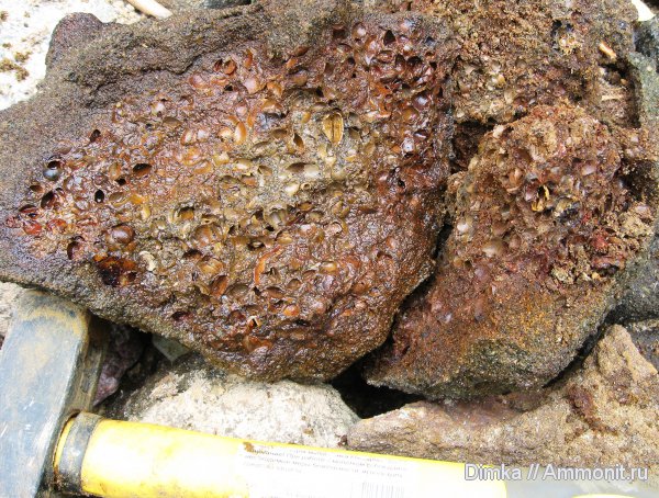 юра, волжский ярус, двустворчатые моллюски, Мостово-Василево, Volgian, Jurassic