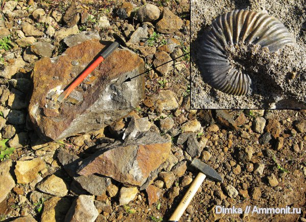 юра, нижний келловей, келловей, Pseudocadoceras, Никитино, Callovian, Jurassic, Middle Jurassic, Lower Callovian