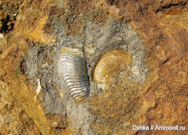 юра, нижний келловей, келловей, Pseudocadoceras, Никитино, Callovian, Jurassic, Middle Jurassic, Lower Callovian