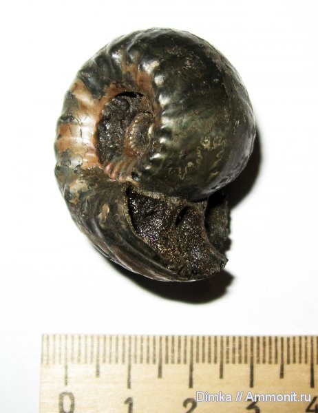 Erymnoceras, келловей, средний келловей, Михайловцемент, Pachyceratidae, Callovian, Middle Jurassic, Middle Callovian