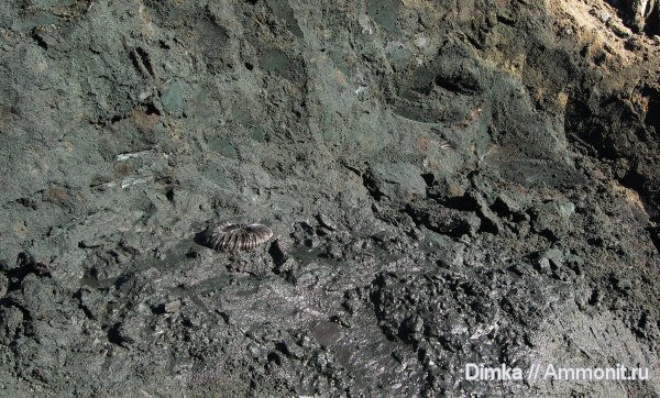 юра, Virgatites, волжский ярус, Еганово, Virgatites virgatus, зона Virgatites virgatus, Volgian, Jurassic