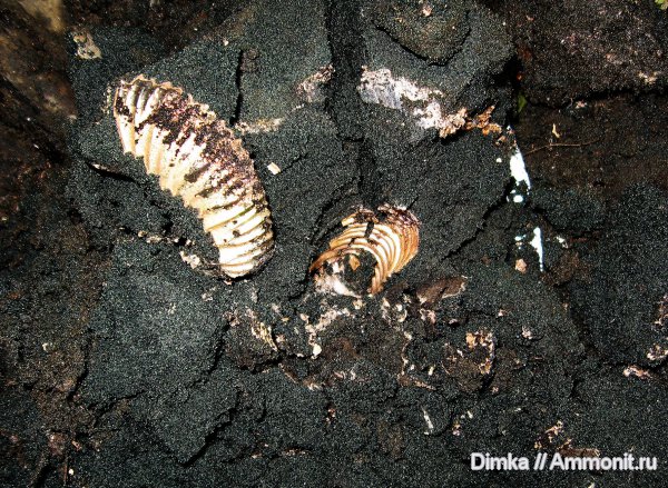 юра, волжский ярус, Epivirgatites, зона Epivirgatites nikitini, Карамышевская набережная, Volgian, Jurassic