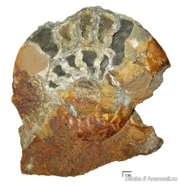 юра, нижний келловей, келловей, Indosphinctes mutatus, Indosphinctes, Никитино, Callovian, Jurassic, Middle Jurassic, Lower Callovian