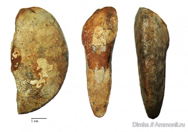 юра, келловей, Никитино, Zieteniceras, Callovian, Jurassic, Middle Jurassic