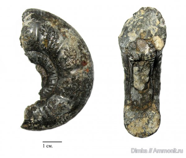 юра, оксфорд, Никитино, нижний оксфорд, Perisphinctes, Perisphinctidae, Oxfordian, Lower Oxfordian, Jurassic