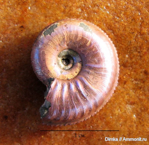 юра, Бронницы, оксфорд, Марково, Amoeboceras, средний оксфорд, Cawtoniceras blakei, Cawtoniceras, Oxfordian, Jurassic