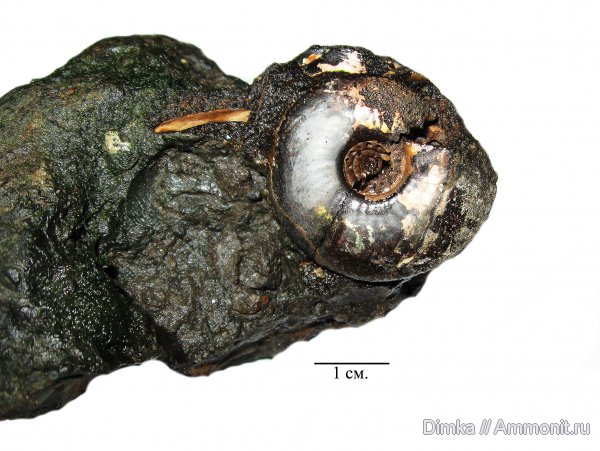 юра, волжский ярус, Craspedites, Craspedites nekrassovi, верхний подъярус волжского яруса, Рыбинск, Переборы, Volgian, Jurassic
