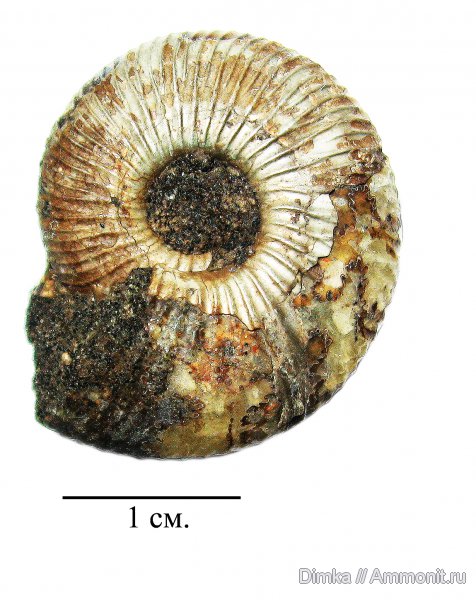 мел, Surites, Никитино, берриас, Berriasian, Cretaceous