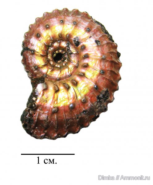 юра, Kosmoceras, келловей, Михайловцемент, Kosmoceratidae, Callovian, Jurassic, Middle Jurassic