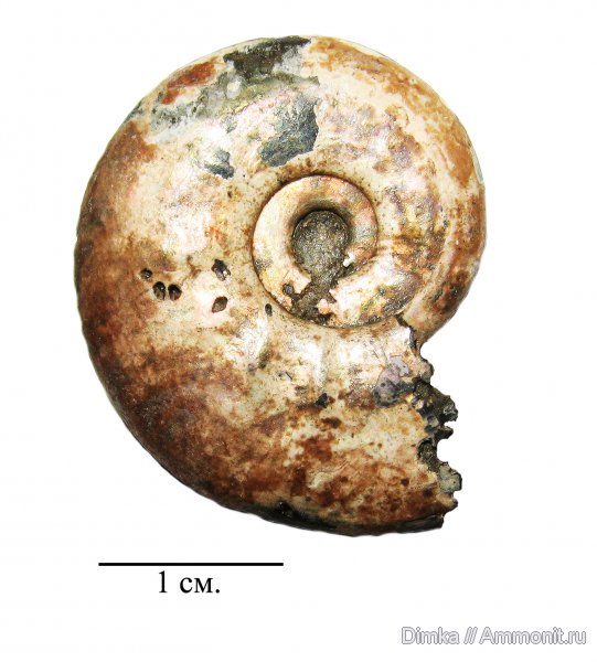 юра, Brightia, келловей, Михайловцемент, верхний келловей, Callovian, Jurassic, Middle Jurassic