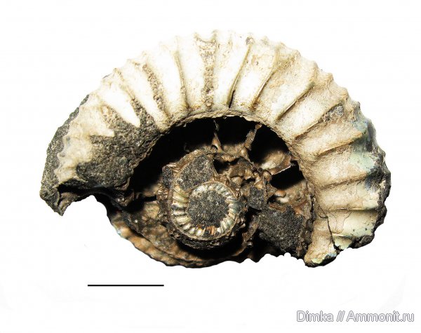 юра, кимеридж, Кимры, р. Волга, нижний кимеридж, Crussoliceras, Kimmeridgian, Jurassic, Upper Jurassic