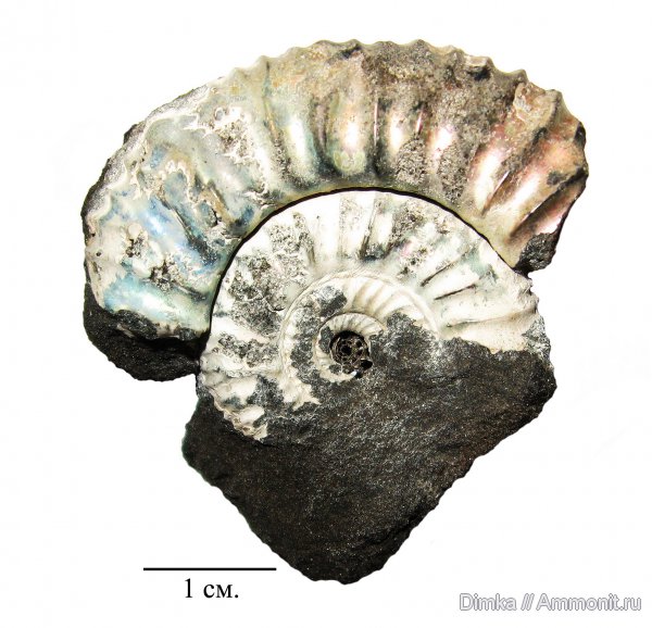 юра, кимеридж, Кимры, р. Волга, нижний кимеридж, Crussoliceras, Kimmeridgian, Jurassic, Upper Jurassic