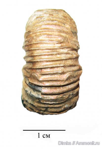 юра, кимеридж, Кимры, р. Волга, нижний кимеридж, Crussoliceras, Kimmeridgian, Jurassic, Upper Jurassic