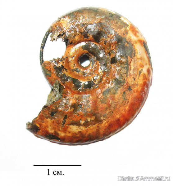 юра, Brightia, келловей, Михайловцемент, верхний келловей, сифон, Callovian, Jurassic, Middle Jurassic