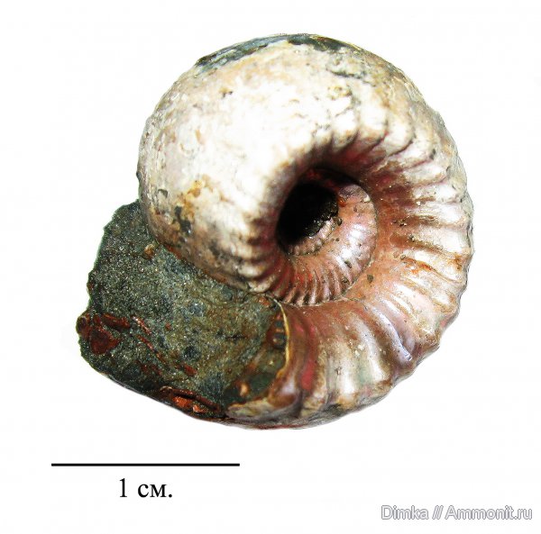 Михайлов, Erymnoceras, келловей, средний келловей, Змеинка, Callovian, Middle Jurassic, Middle Callovian