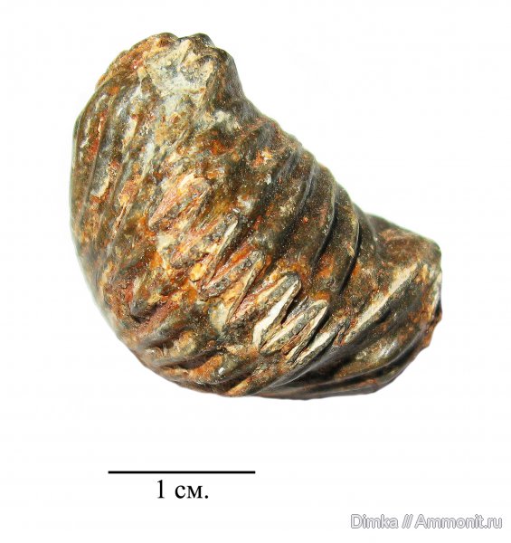 брахиоподы, мел, Воскресенск, Елкино, берриас, Praecyclothyris, Rhynchonellida, Berriasian, Cretaceous