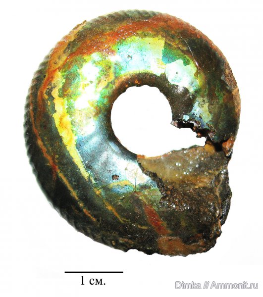 юра, Craspedites, Craspedites nekrassovi, верхний подъярус волжского яруса, р. Черемуха, Jurassic