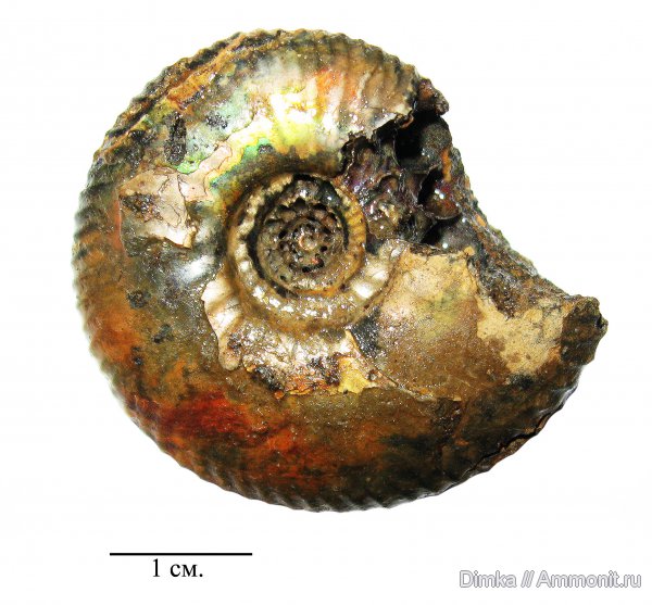 юра, Craspedites, верхний подъярус волжского яруса, р. Черемуха, Jurassic