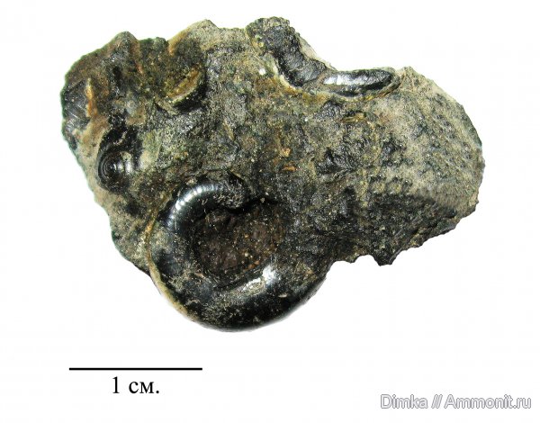 юра, Москва, Kachpurites, волжский ярус, Kachpurites fulgens, Покровское-Глебово, зона Kachpurites fulgens, р. Химка, Volgian, Jurassic