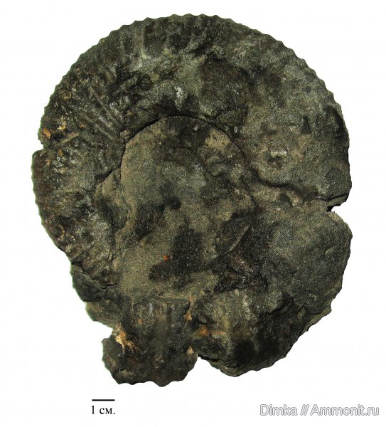 Воскресенск, Елкино, Dorsoplanites, волжский ярус, Dorsoplanites serus, зона Virgatites virgatus, Volgian