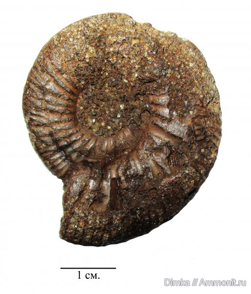 юра, волжский ярус, Epivirgatites, Мостово-Василево, зона Epivirgatites nikitini, Volgian, Jurassic