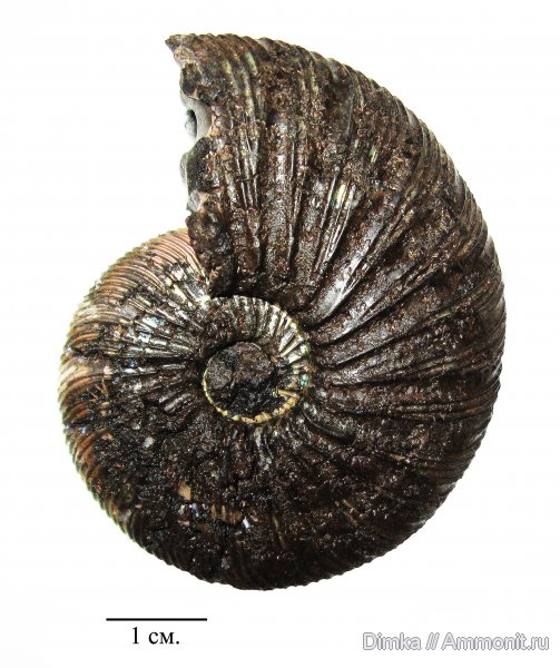 юра, Воскресенск, Virgatites, Елкино, волжский ярус, Virgatites virgatus, 10 карьер, Volgian, Jurassic