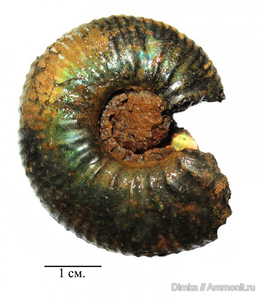 юра, Craspedites, верхний подъярус волжского яруса, р. Черемуха, Jurassic