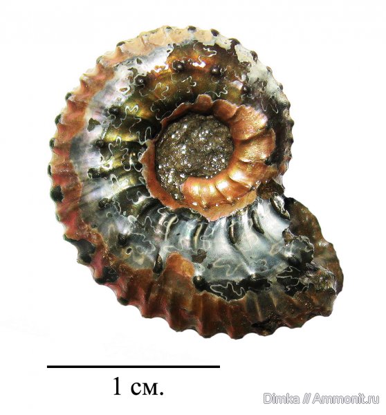 юра, Kosmoceras, келловей, Михайловцемент, Callovian, Jurassic, Middle Jurassic