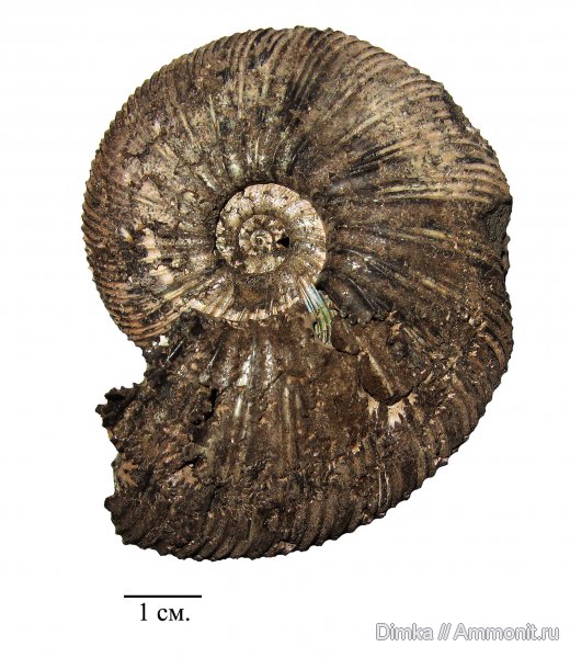 юра, Воскресенск, Virgatites, Елкино, волжский ярус, Virgatites virgatus, 10 карьер, Volgian, Jurassic