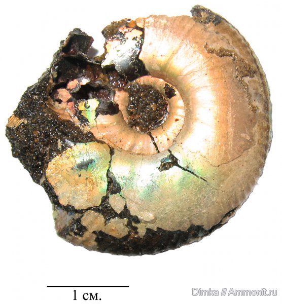юра, Craspedites, Craspedites nekrassovi, верхний подъярус волжского яруса, р. Черемуха, Jurassic