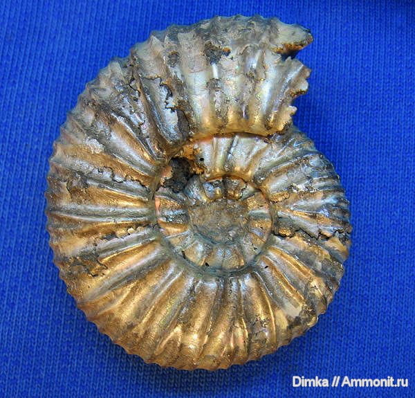 аммониты, юра, Virgatites, Virgatites pallasianus, Ammonites, Jurassic