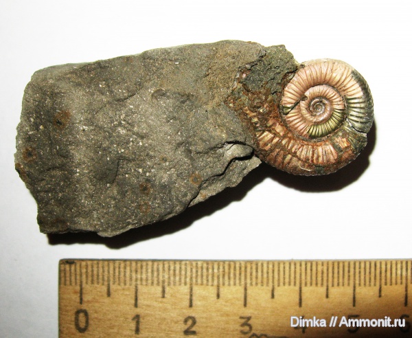 юра, Binatisphinctes, келловей, средний келловей, Михайловцемент, Binatisphinctes mosquensis, Callovian, Jurassic, Middle Jurassic, Middle Callovian