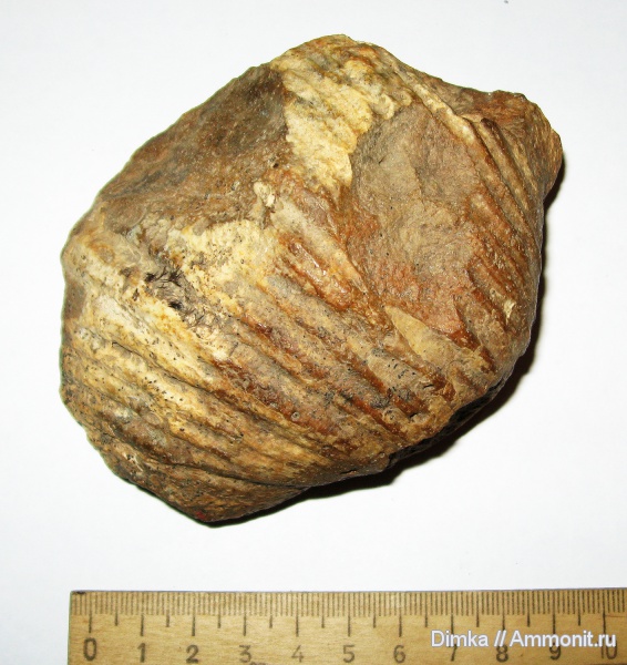 карбон, Gigantoproductus, Productida