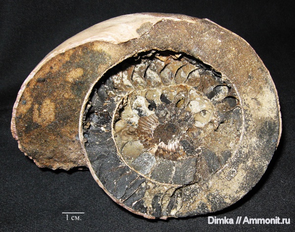 юра, нижний келловей, келловей, Cadoceras, р. Унжа, Макарьев, Cadoceras stupachenkoi, Callovian, Jurassic, Middle Jurassic, Lower Callovian