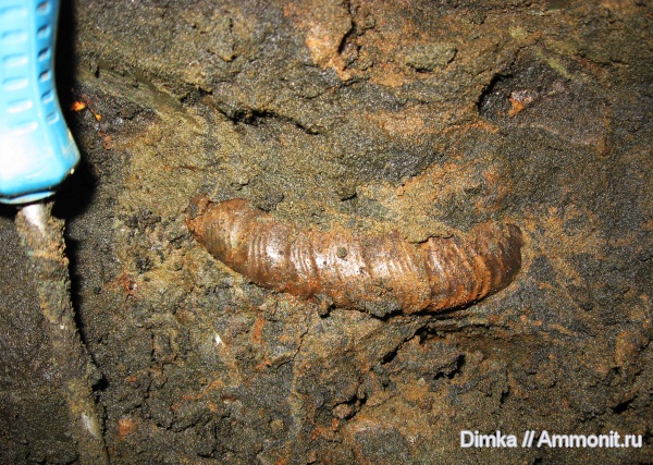 юра, Zaraiskites, волжский ярус, Zaraiskites zarajskensis, безымянный ручей у г. Дзержинский, Volgian, Jurassic
