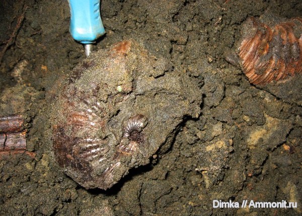 юра, Virgatites, Zaraiskites, волжский ярус, Virgatites gerassimovi, Zaraiskites zarajskensis, безымянный ручей у г. Дзержинский, Volgian, Jurassic