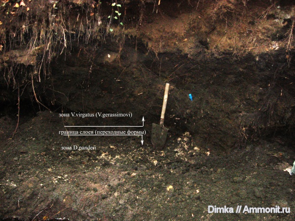 аммониты, юра, волжский ярус, Ammonites, зона Virgatites virgatus, безымянный ручей у г. Дзержинский, Volgian, Jurassic