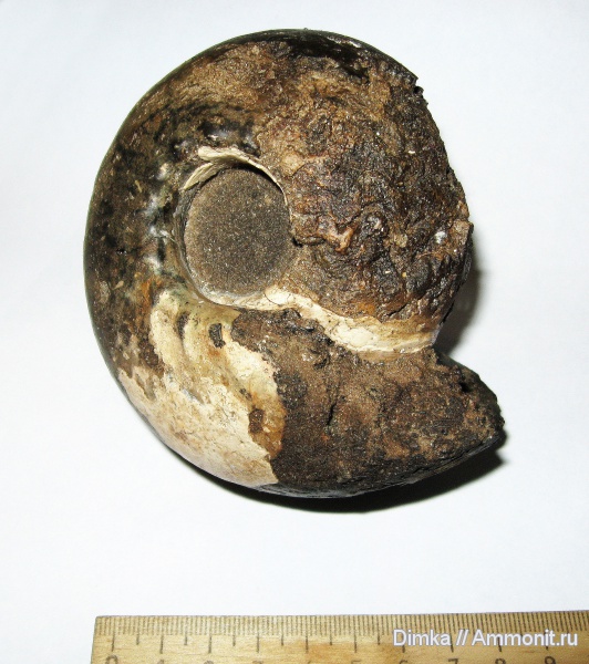 юра, нижний келловей, келловей, Cadoceras, р. Унжа, Макарьев, Cadoceras stupachenkoi, Callovian, Jurassic, Middle Jurassic, Lower Callovian