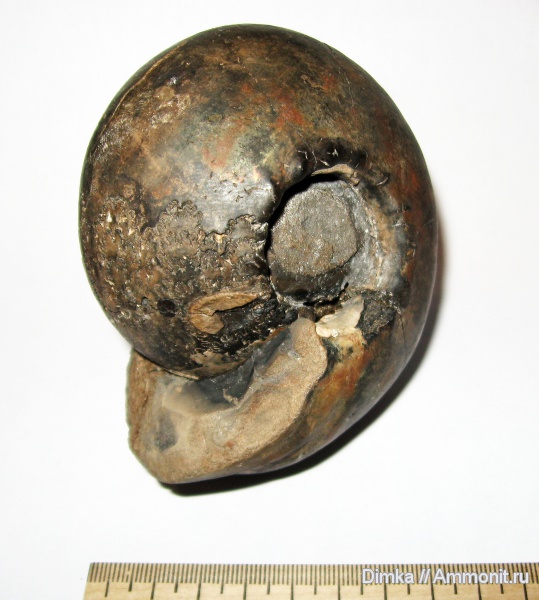 юра, нижний келловей, келловей, Cadoceras, р. Унжа, Макарьев, Cadoceras stupachenkoi, Callovian, Jurassic, Middle Jurassic, Lower Callovian