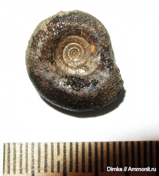 юра, Бронницы, Kachpurites, волжский ярус, Рыбаки, Kachpurites fulgens, Volgian, Jurassic