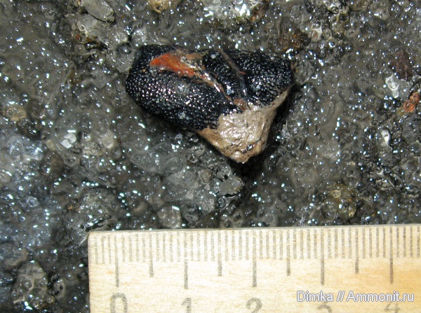 юра, Бронницы, раки, Федино, верхний келловей, Eryma, Eryma quadriverrucata, Jurassic