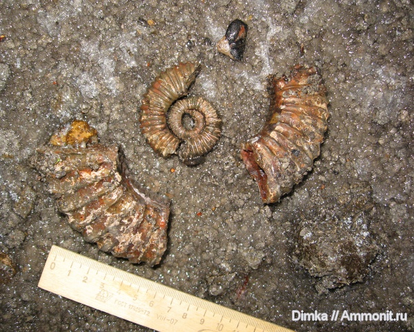 юра, оксфорд, членистоногие, раки, Oxfordian, Jurassic