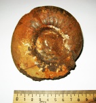 Laugeites stschurowskii