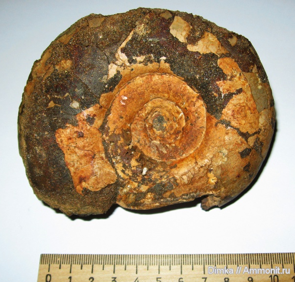 волжский ярус, Laugeites, Мостово-Василево, Laugeites stschurowskii, зона Epivirgatites nikitini, Volgian