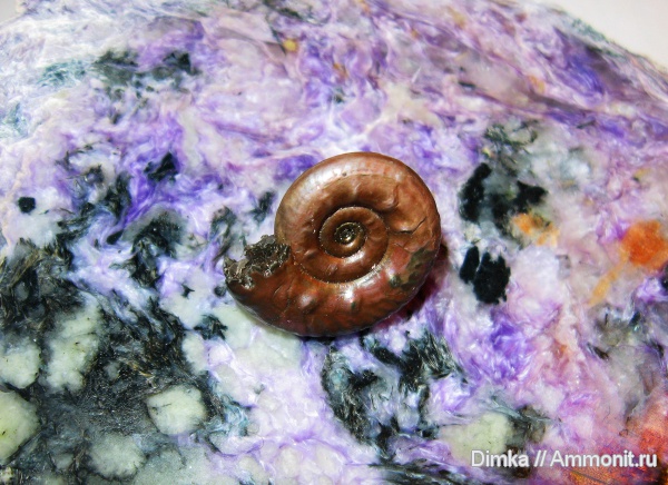 юра, Михайлов, Brightia, келловей, верхний келловей, Brightia davitaschvilii, Callovian, Jurassic, Middle Jurassic